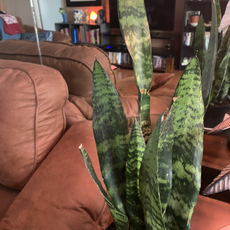 Snake Plant plant photo by @Popsicle49 named Witchy Women on Greg, the plant care app.