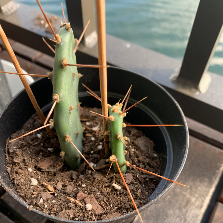 Opuntia aurantiaca plant photo by @Popsicle49 named Cruella on Greg, the plant care app.