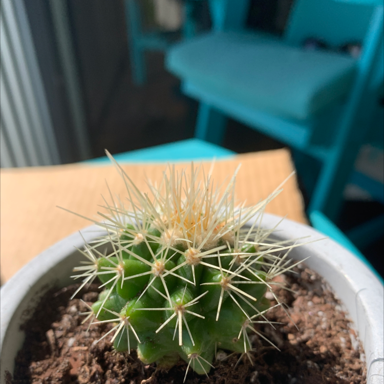 Golden Barrel Cactus plant photo by @Popsicle49 named Prickles Begalonius on Greg, the plant care app.