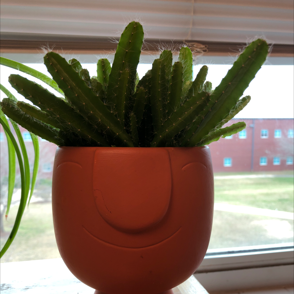Dragon Fruit plant in a pot with a face design, placed near a window.
