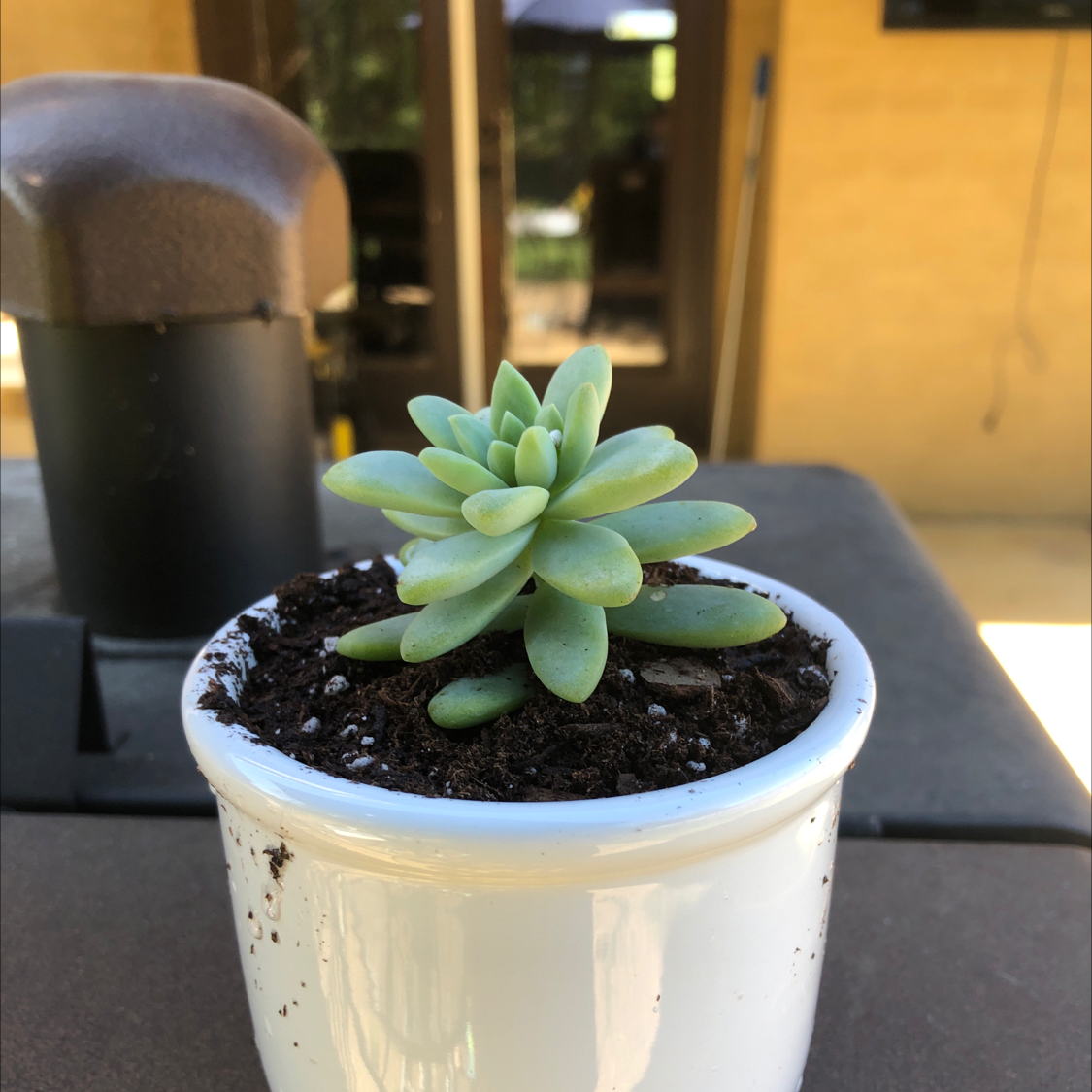 A healthy succulent plant in a white pot with visible soil.