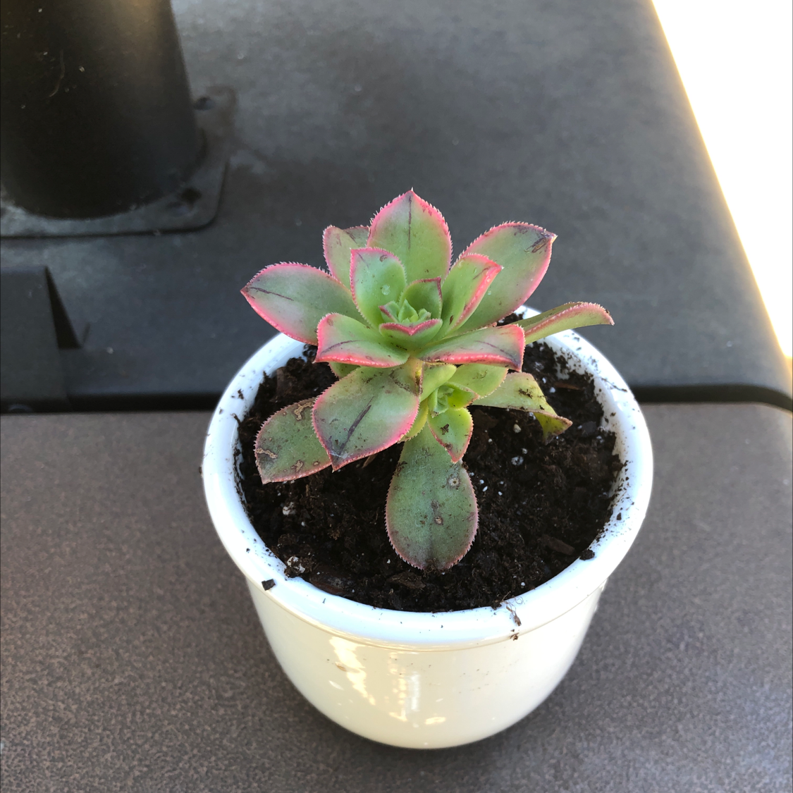 Aeonium 'Kiwi' succulent in a white pot with visible soil, healthy green and pink-edged leaves.