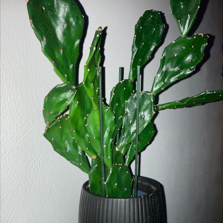 Photo of the plant species Prickly Pear by @ShowyMum named Kiki on Greg, the plant care app