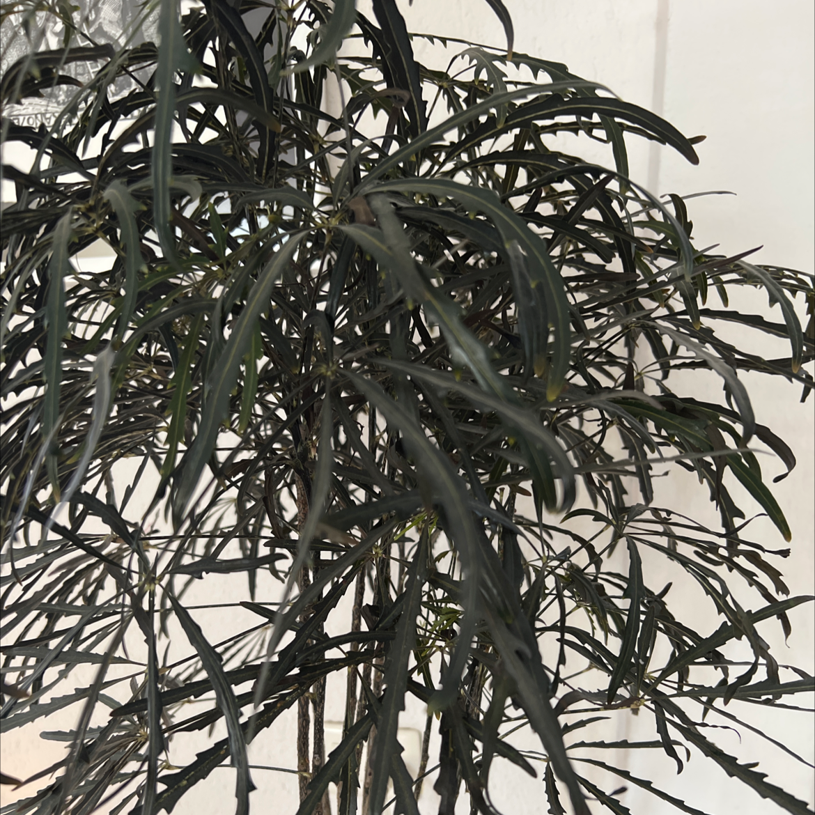 Photo of the plant species Schefflera Elegantissima by @TimelessOkra named Clooney on Greg, the plant care app