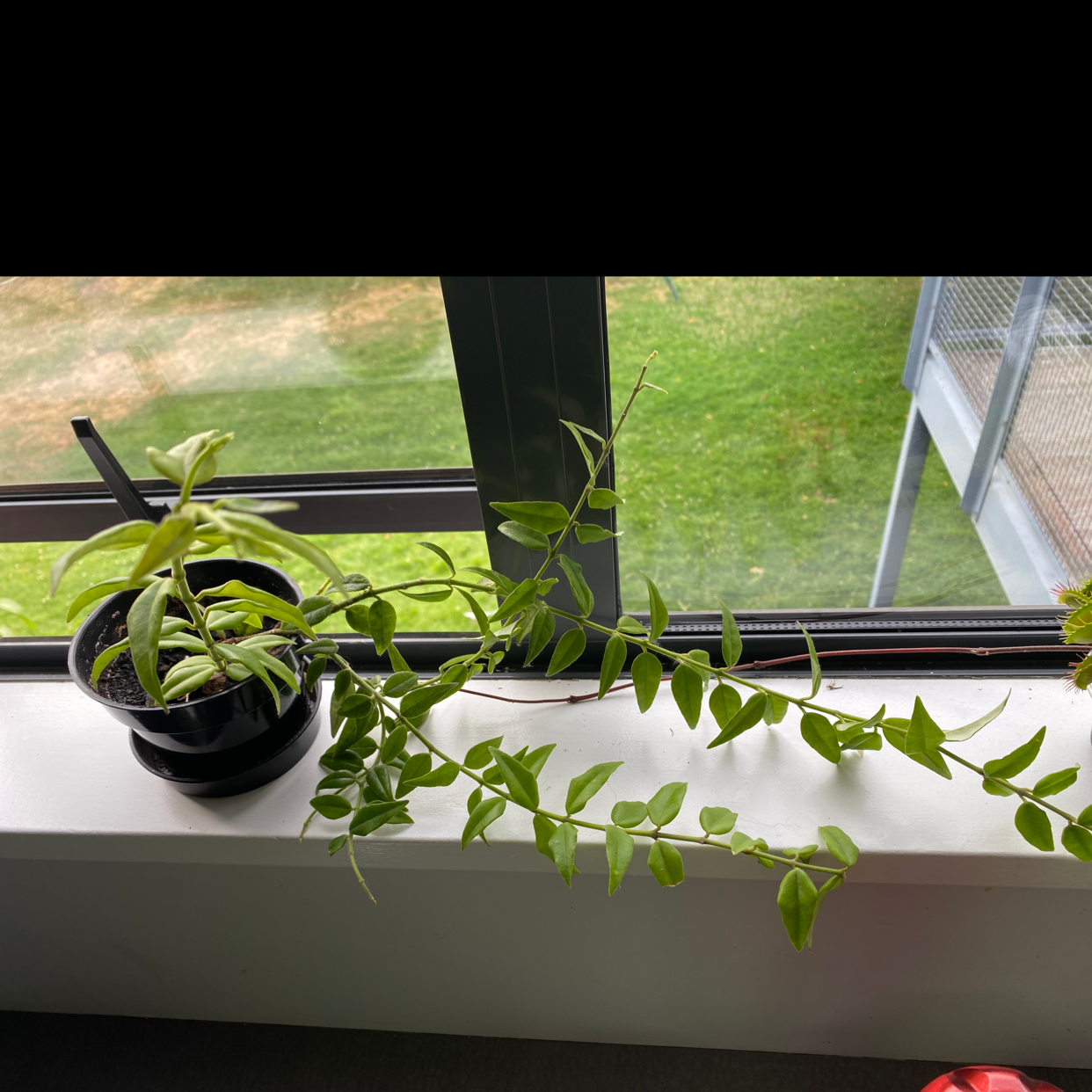 Hoya Bella plant on a windowsill with green leaves and visible soil.