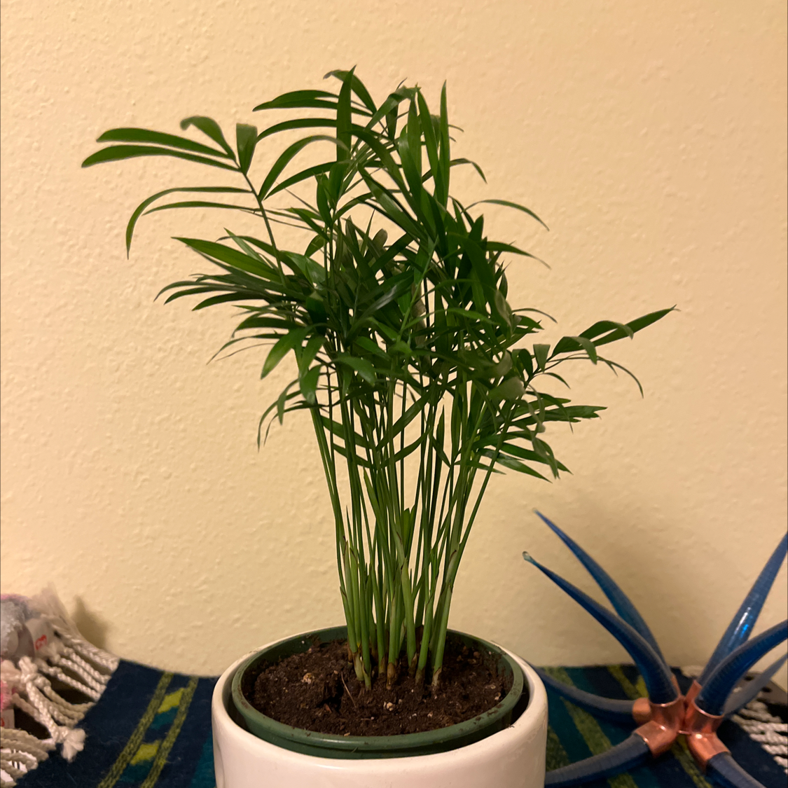 Parlour Palm plant photo by @AnewMoonstone named Placey jr. on Greg, the plant care app.