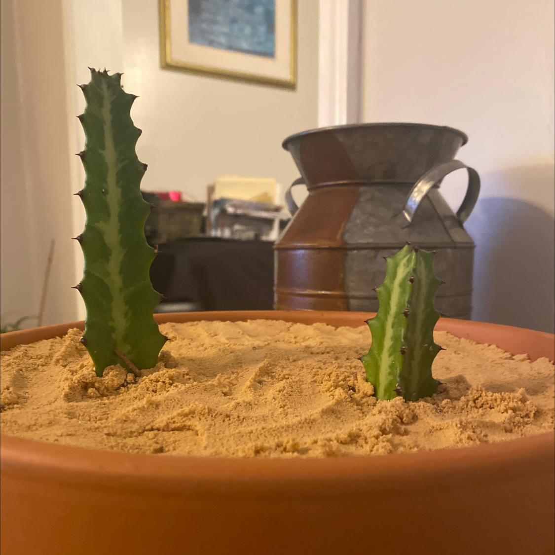 Two small Candelabra Cacti in a pot with sandy soil, indoor setting.