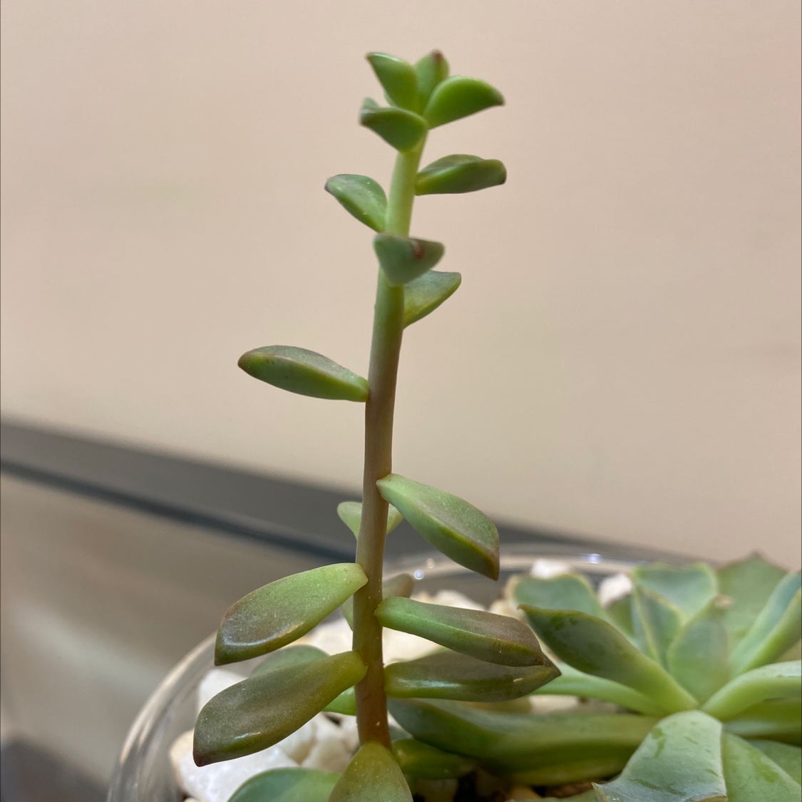 Healthy White Stonecrop succulent with upright stem and fleshy leaves.