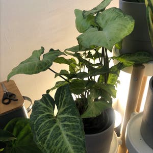 Mini Pixie plant photo by @sanssouci.rd named Arrowhead plant on Greg, the plant care app.