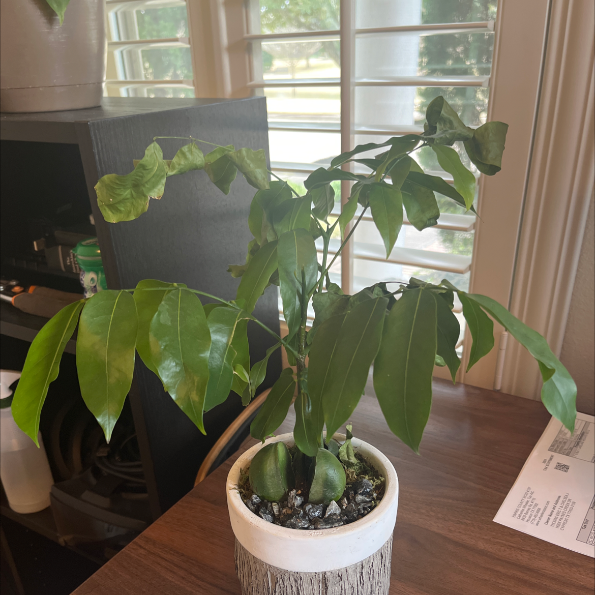 Potted Lucky Bean Tree indoors on a wooden surface near a window.