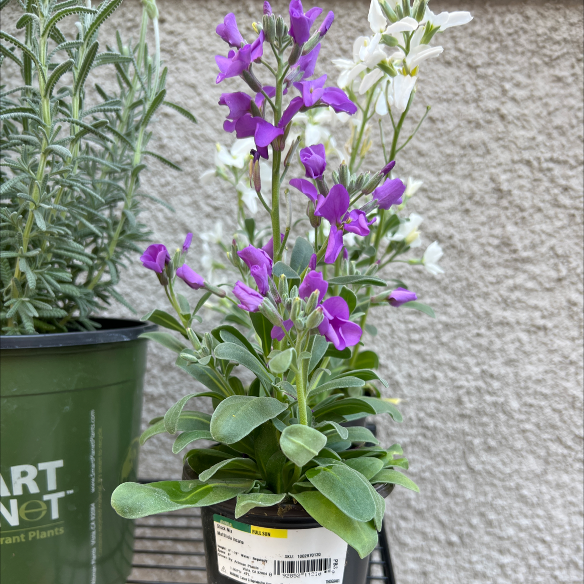 Best Potting Soil Mix for Brompton Stock