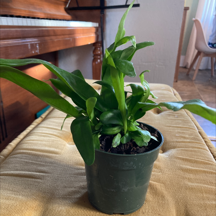 Why Are There Black Spots on My Microsorum punctatum Leaves?