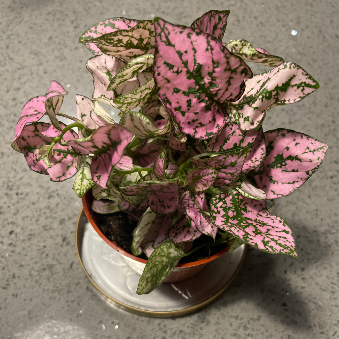 Polka Dot Plant plant photo by @Mattorchu named Penelope on Greg, the plant care app.
