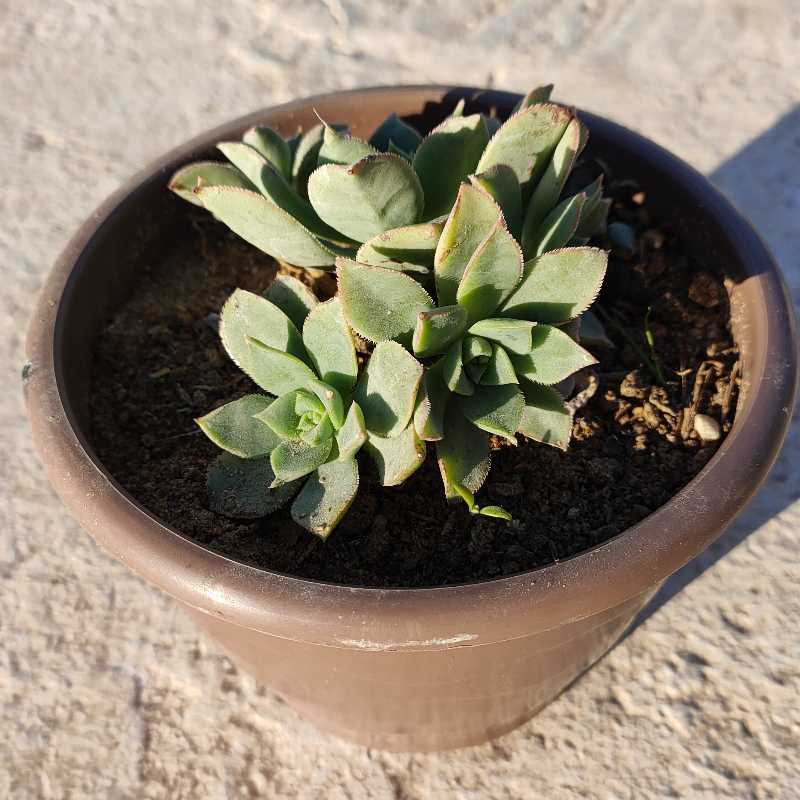 A potted succulent plant with green leaves in a brown pot.