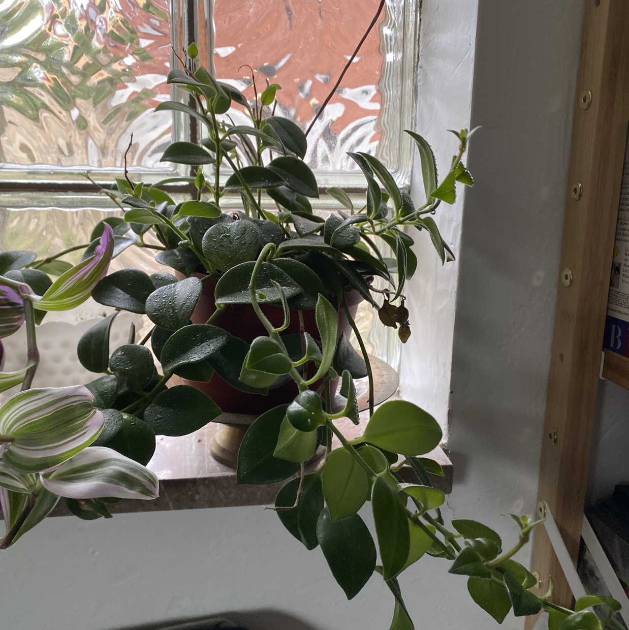 Healthy Lipstick Vine (Aeschynanthus radicans) near a window with vibrant green leaves.