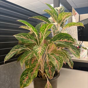 Dieffenbachia plant photo by Petunia named Pinky1 on Greg, the plant care app.