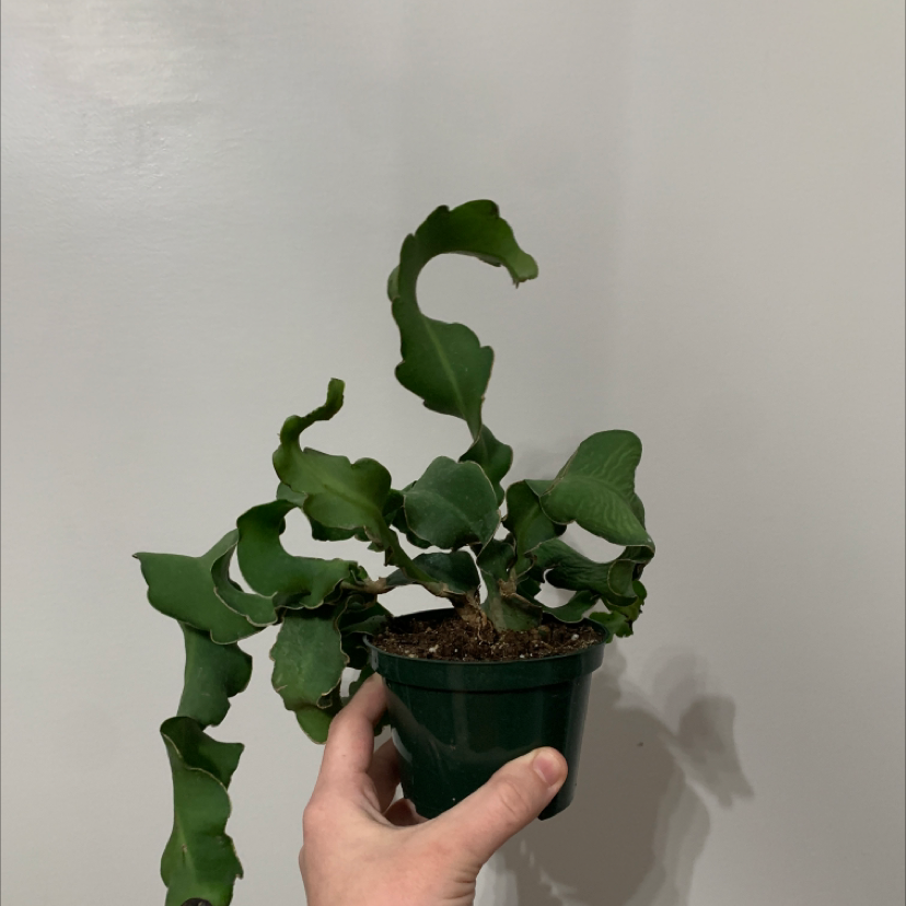Curly Locks Orchid Cactus plant photo by @DaniPhantom named Curly Locks Orchid Cactus on Greg, the plant care app.