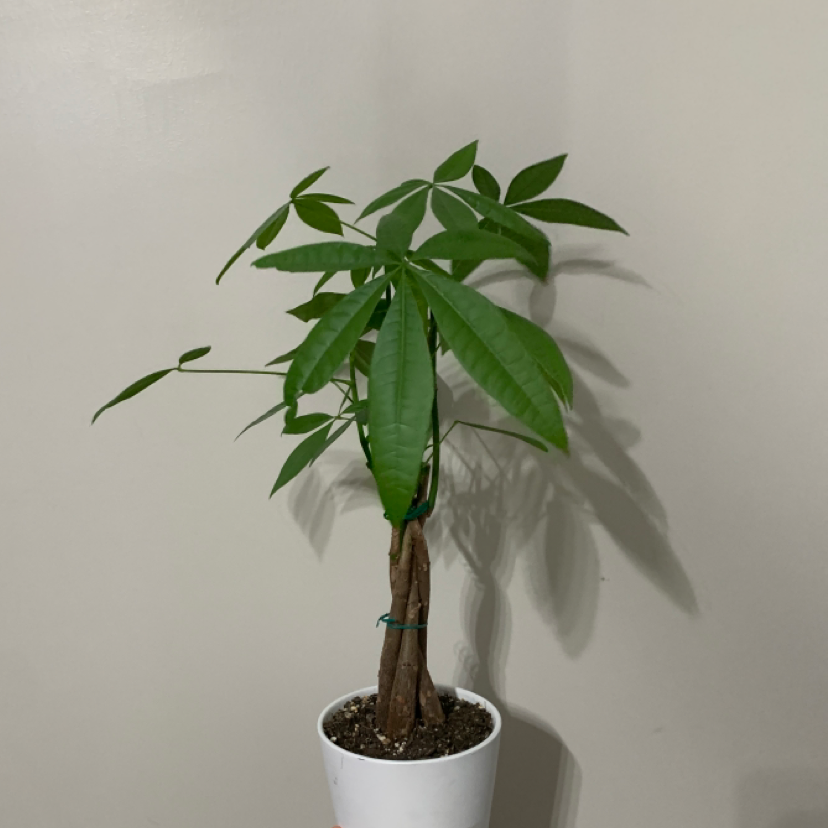 Money Tree plant photo by @DaniPhantom named Money Tree on Greg, the plant care app.