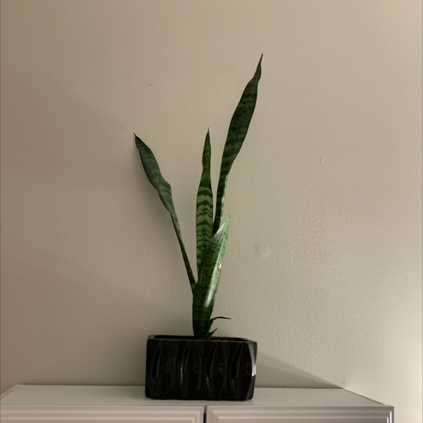 Snake Plant plant photo by @DaniPhantom named Snake Plant on Greg, the plant care app.