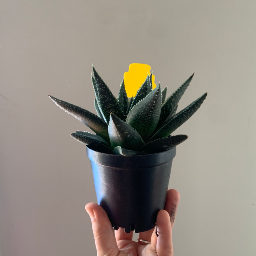 Photo of the plant species Hippo Haworthia by @DaniPhantom named Hippo Haworthia on Greg, the plant care app