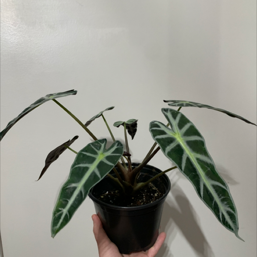 Alocasia Amazonica