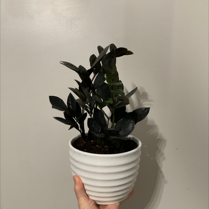 Raven ZZ Plant plant photo by @DaniPhantom named Raven ZZ Plant on Greg, the plant care app.