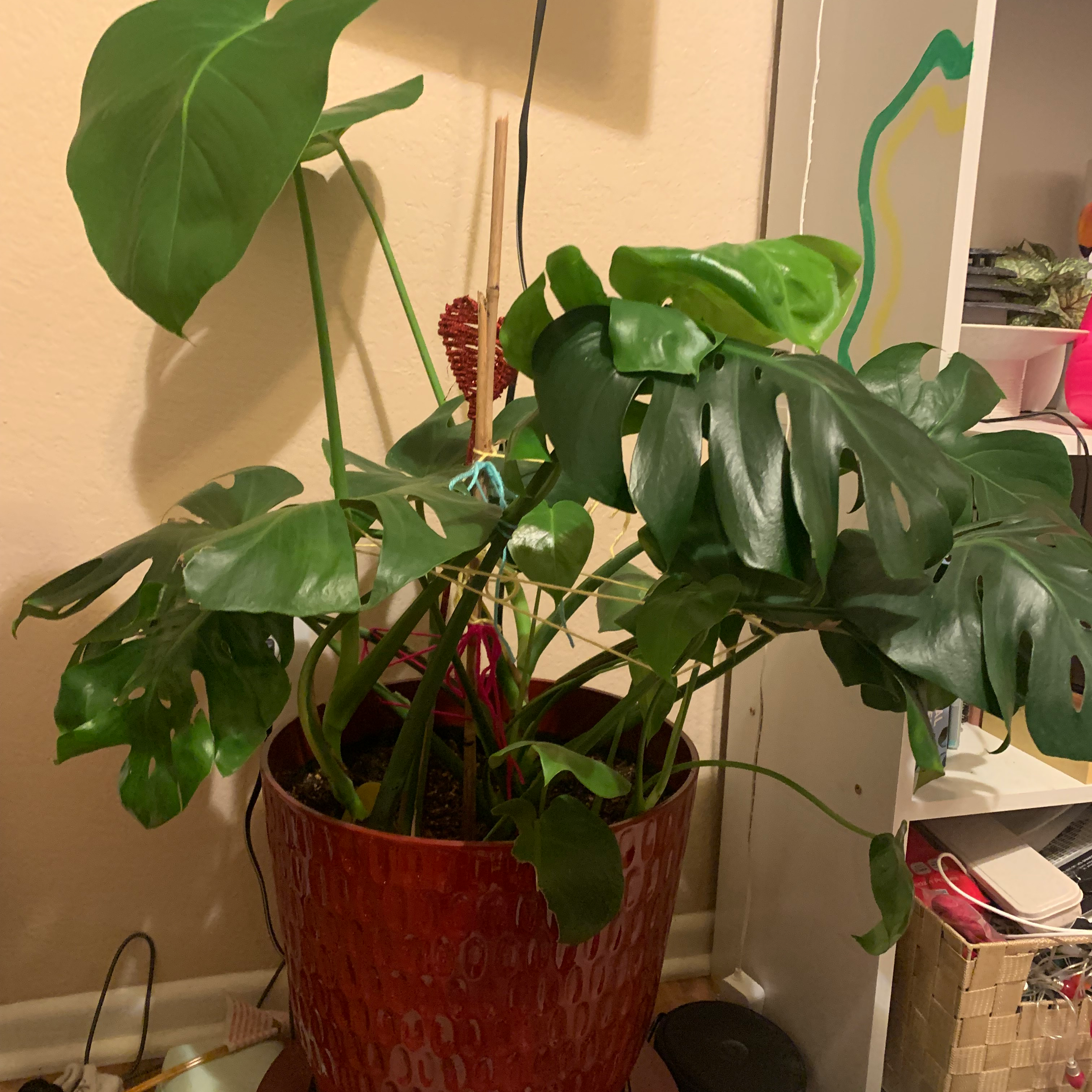 Monstera plant photo by @milkygueybar named monster on Greg, the plant care app.
