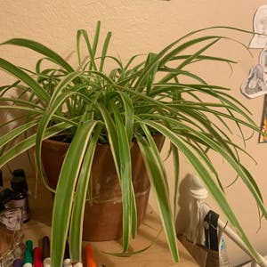 Spider Plant plant photo by @milkygueybar named eva on Greg, the plant care app.