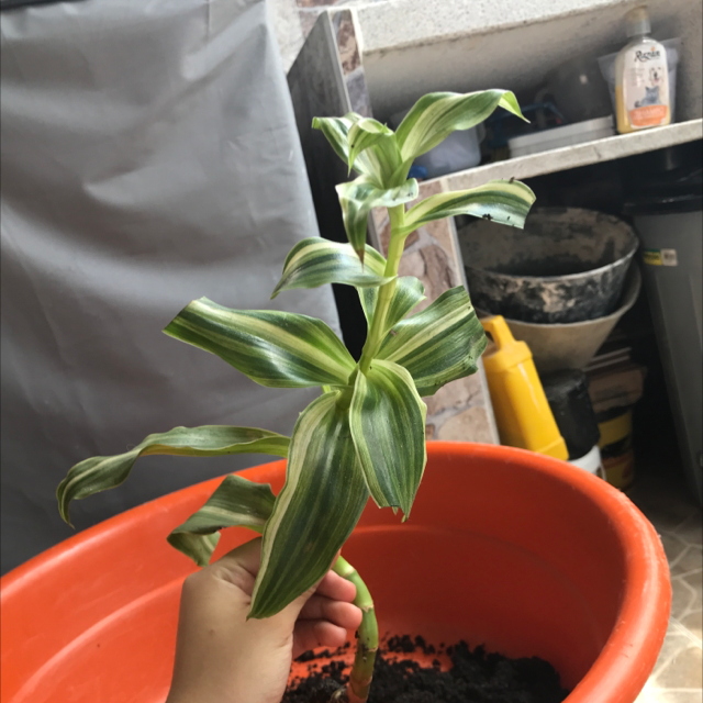 Photo of the plant species Dracaena reflexa var brevituba by @GreatPepino named Aria on Greg, the plant care app