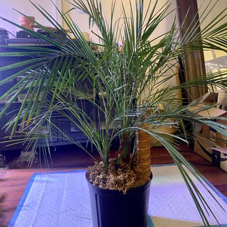 Pygmy Date Palm plant in New York, New York