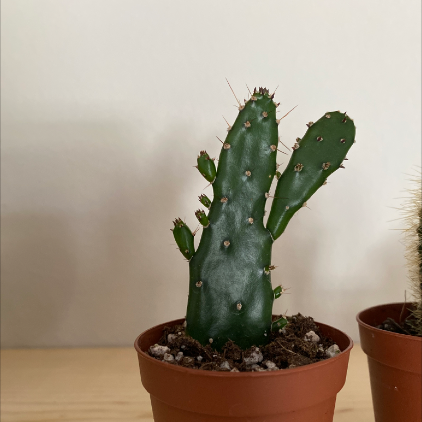 Few-Spined Marble-Seeded Prickly Pear cactus in a small pot, healthy and well-framed.