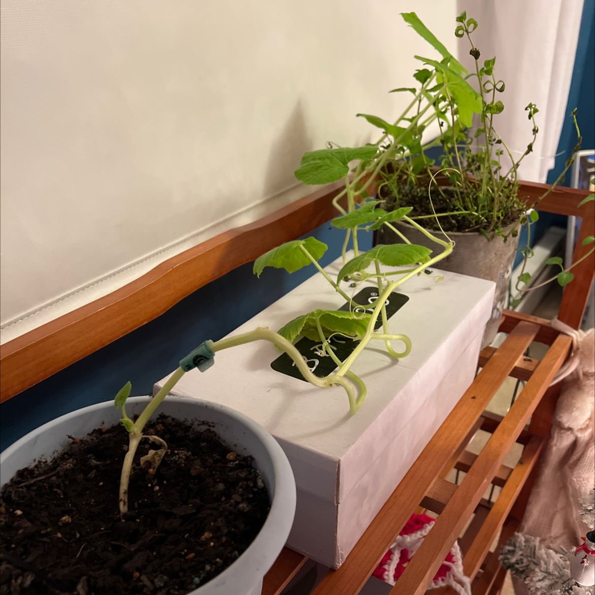 Butternut Pumpkin plant with elongated stems and green leaves growing indoors in a pot.