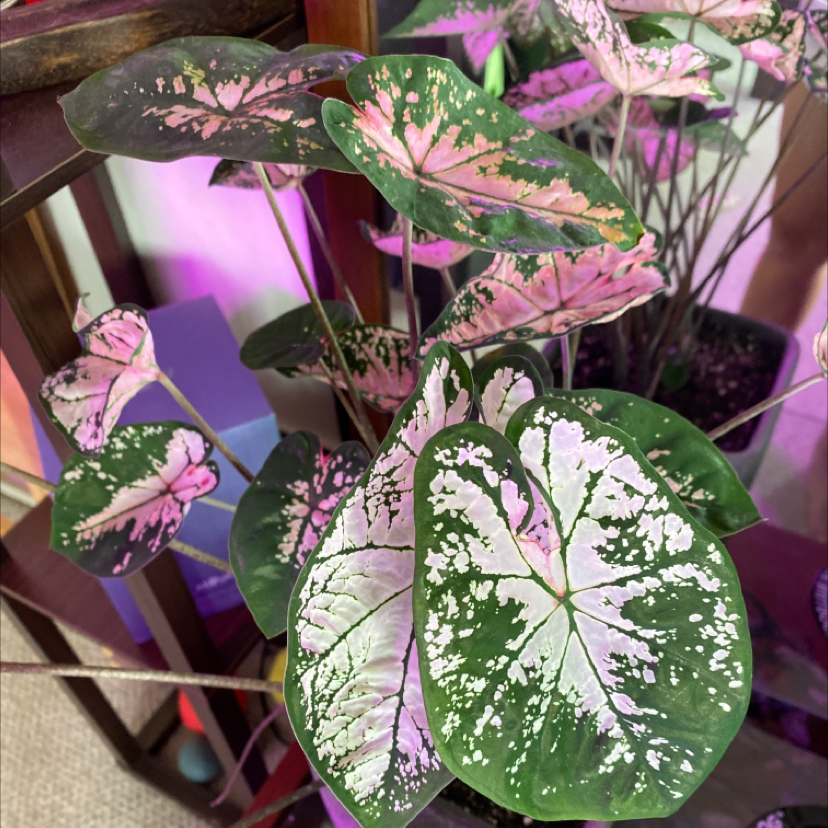 Heart of Jesus plant photo by @catnipu named Pretty on Greg, the plant care app.