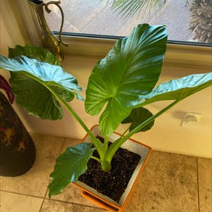 Giant Taro plant photo by @catnipu named coochie on Greg, the plant care app.