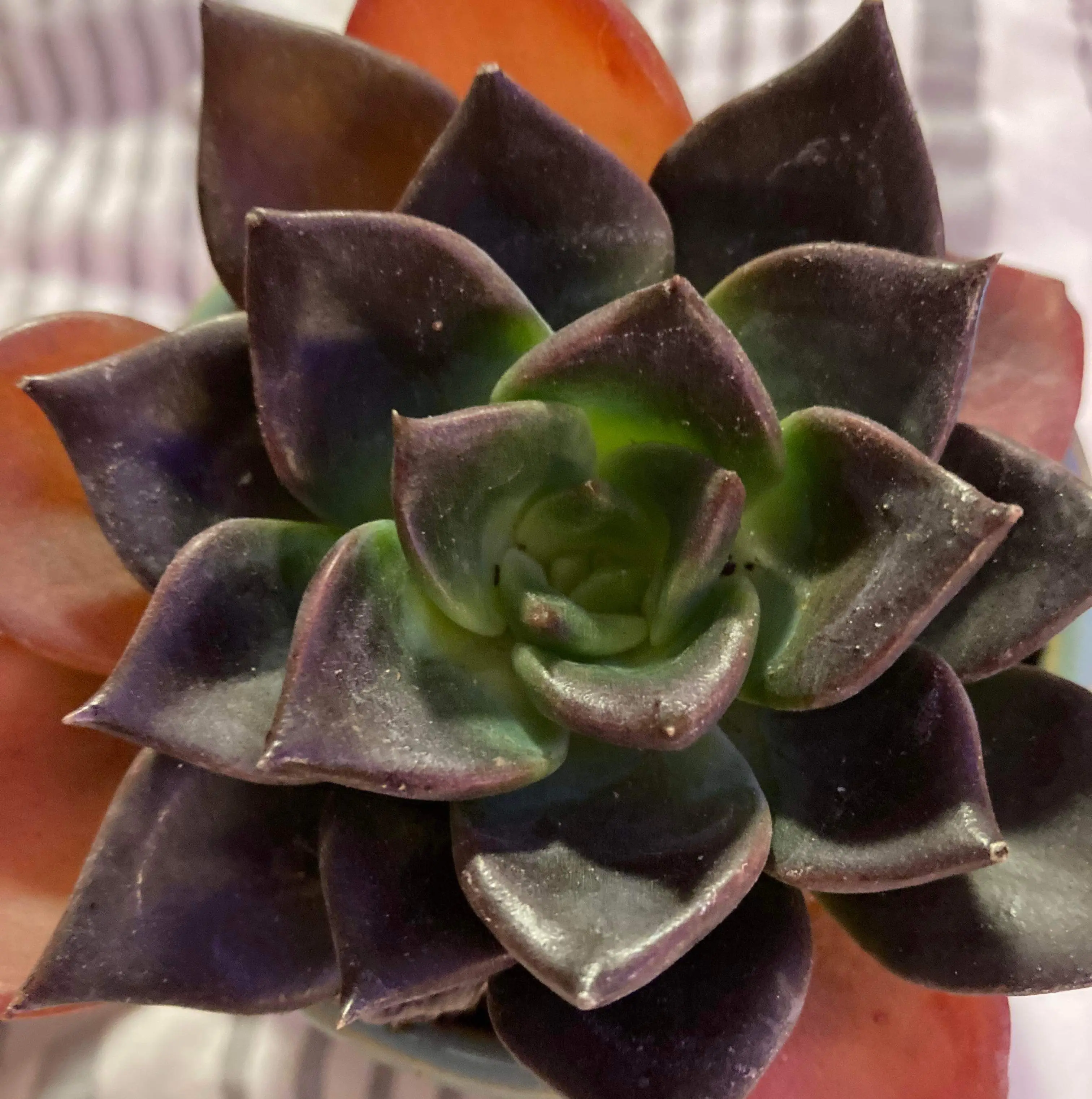 Echeveria 'Dark Moon' plant photo by @SophiaDudette named Audrey 2 on Greg, the plant care app.