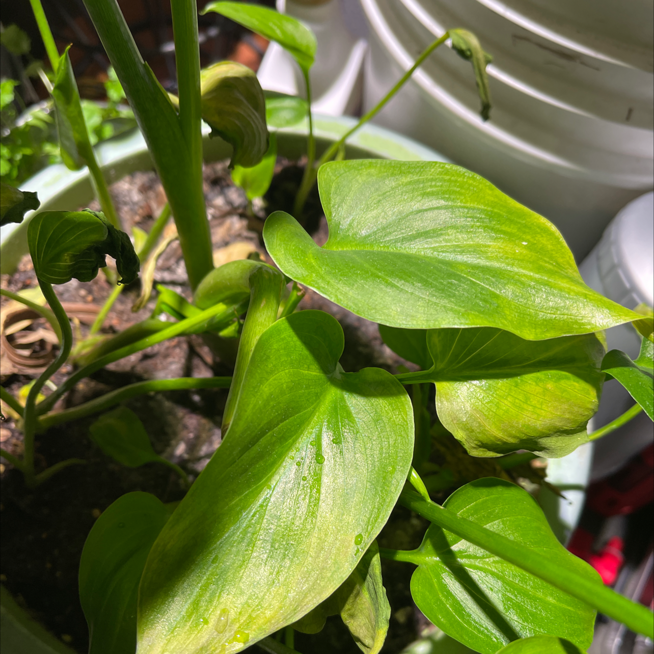 Close-up of healthy calla lily leaves with vibrant green color and glossy texture, thriving indoors.
