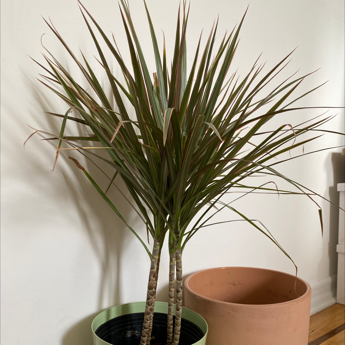 Open Weave Dragon Tree with long, narrow leaves and two main stems in a pot.