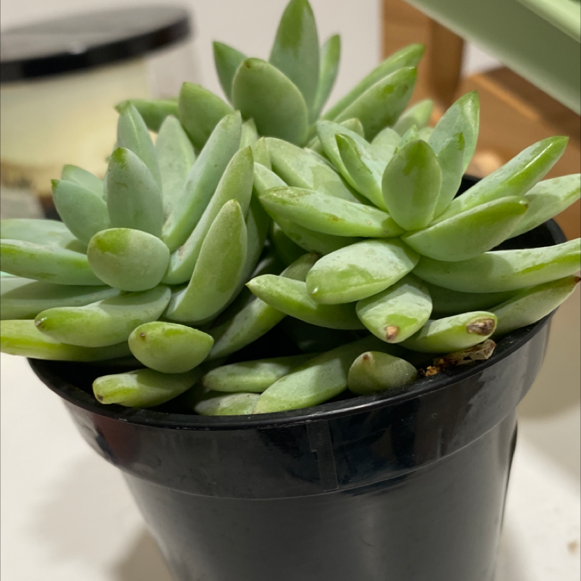 A healthy Crested Blue Flame succulent in a black pot.