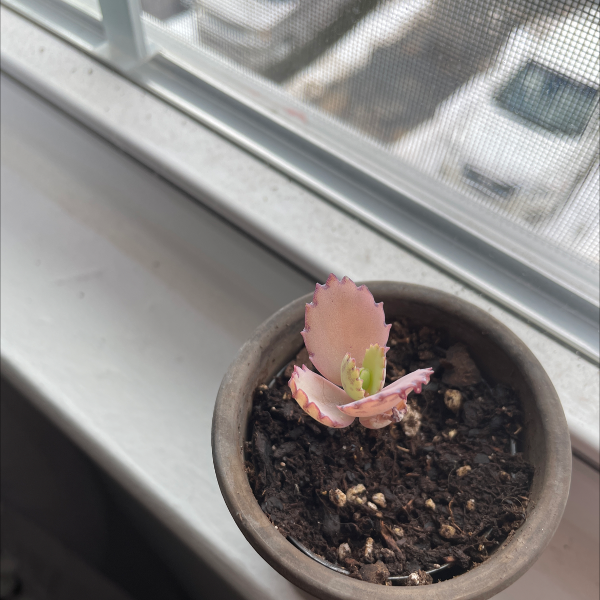 A small Cathedral Bells succulent plant with a single pink leaf growing in a grey pot, held by a human hand.
