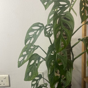 Swiss Cheese Vine plant photo by @YveO named Mia on Greg, the plant care app.
