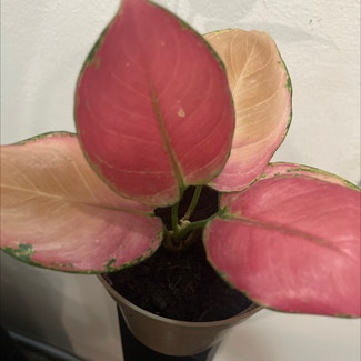 Aglaonema 'Pink Splash' plant in Somewhere on Earth