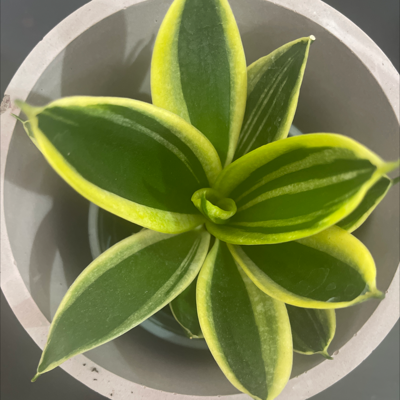 Photo of the plant species Gold Star Hahnii by @YveO named Lotus Hahnii on Greg, the plant care app