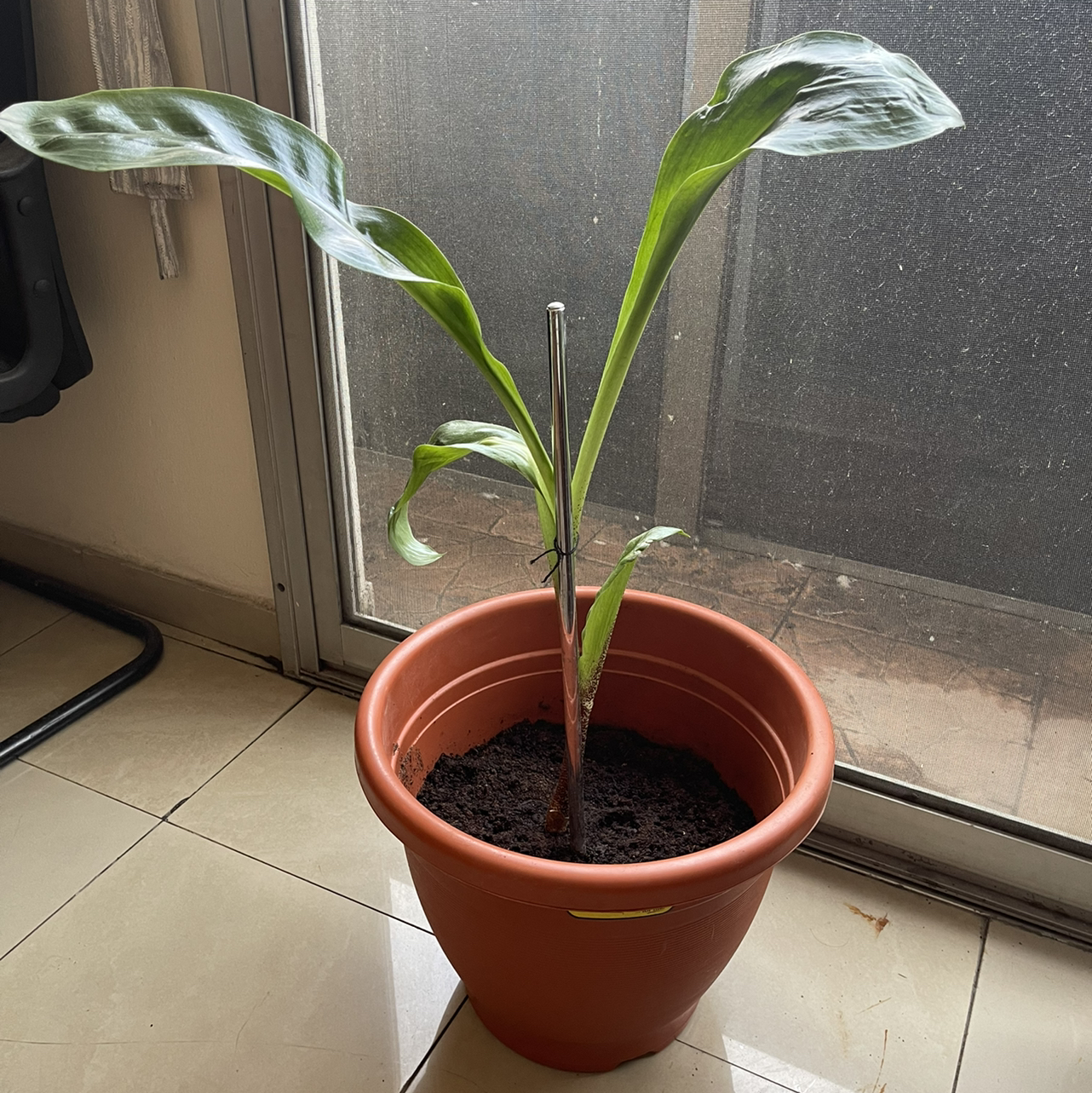 Potted Katherine Blood-Lily plant indoors with healthy green leaves.