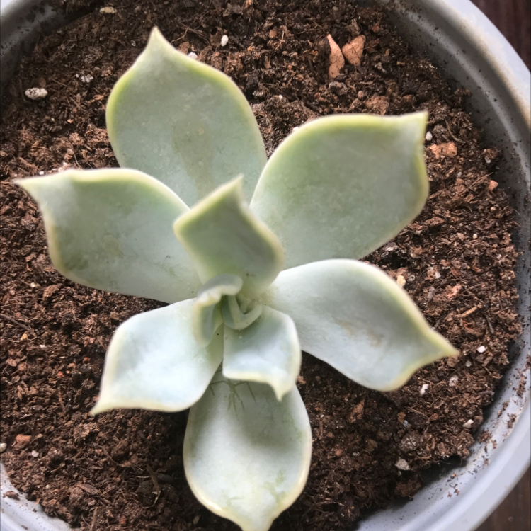 Ghost Echeveria plant in a pot with visible soil, appearing healthy.