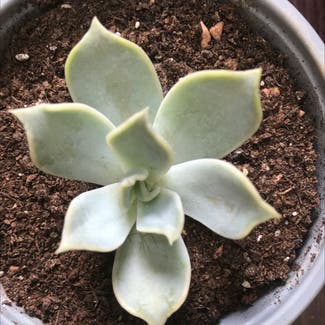 Ghost Echeveria plant in Somewhere on Earth