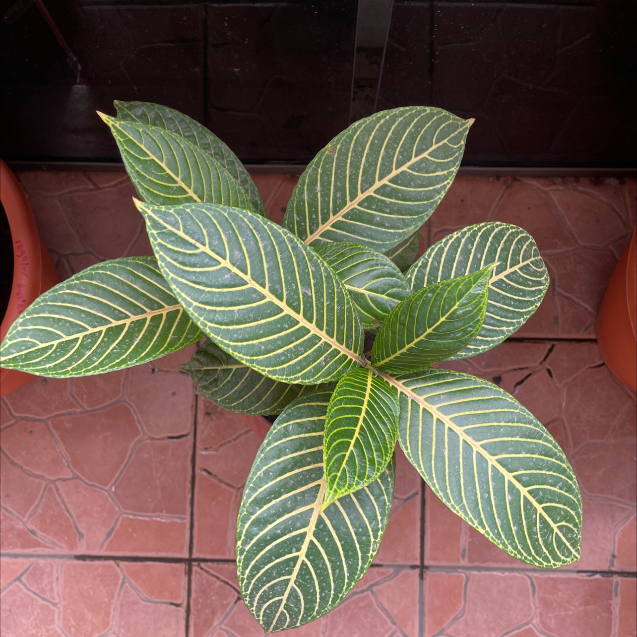 Shrubby White Vein plant photo by @YveO named Destiny’s Child on Greg, the plant care app.