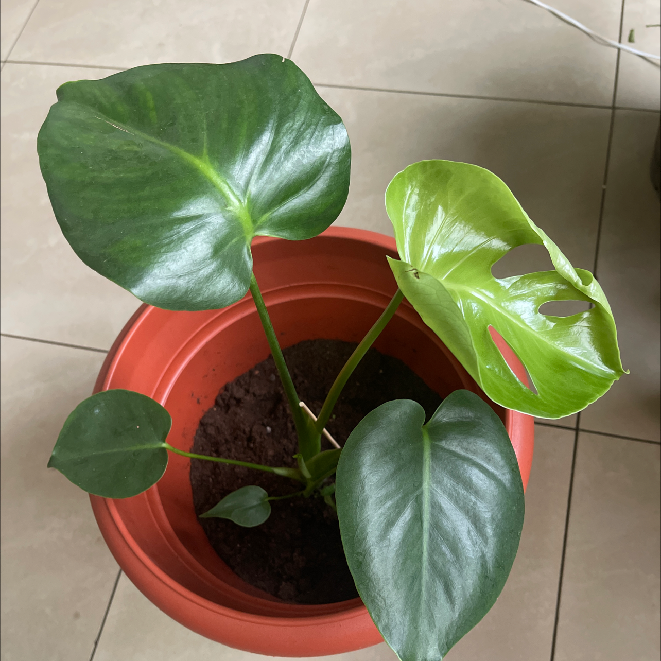 Monstera plant photo by @YveO named Mimi on Greg, the plant care app.
