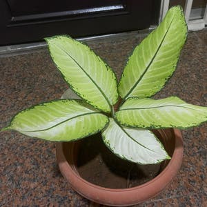 Dieffenbachia plant photo by Yveo named Kendall on Greg, the plant care app.