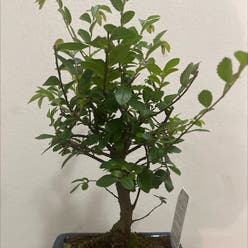 Chinese Elm plant