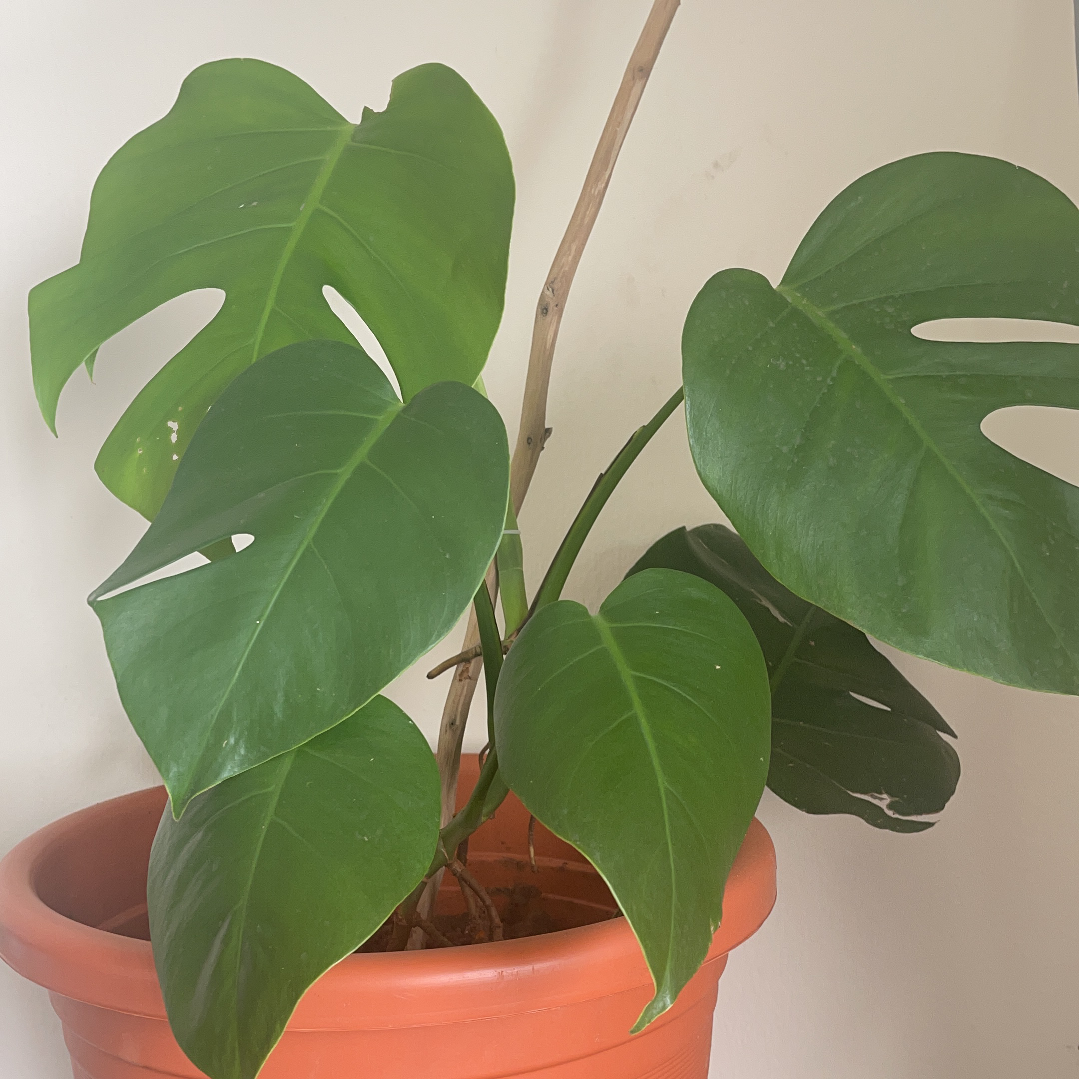 Monstera plant photo by @YveO named McKenzie on Greg, the plant care app.